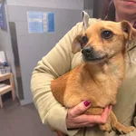 Znaleziono psa, Bydgoszcz, 25 marca 2026