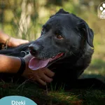 Pies do adopcji, Dąbrówka, 3 kwietnia 2026