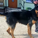 Znaleziono psa, Pieckowo, 31 marca 2026