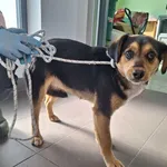 Znaleziono psa, Bydgoszcz, 27 marca 2026