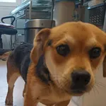 Znaleziono psa, Racławice, 31 marca 2026