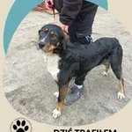 Znaleziono psa, Dąbrówka, 2 kwietnia 2026