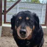 Znaleziono psa, Olsztyn, 31 marca 2026