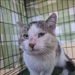 Znaleziono kota, Grudziądz, 4 kwietnia 2026