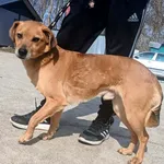 Znaleziono psa, Pieckowo, 31 marca 2026