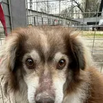 Pies do adopcji, Zgierz, 3 kwietnia 2026