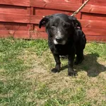 Znaleziono psa, Czartki, 3 kwietnia 2026