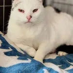 Kot do adopcji, Piła, 27 listopada 2025