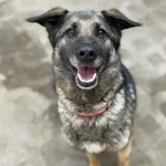 Pies do adopcji, Milanówek, 4 kwietnia 2026