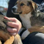 Pies do adopcji, Bydgoszcz, 4 kwietnia 2026