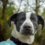 Pies do adopcji, Dąbrówka, 4 kwietnia 2026