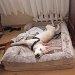 Zaginął pies, Łódź, 5 kwietnia 2026