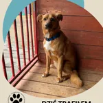 Znaleziono psa, Dąbrówka, 3 kwietnia 2026