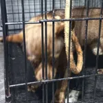 Znaleziono psa, Radom, 5 kwietnia 2026