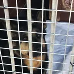 Pies do adopcji, Gorzów Wielkopolski, 7 kwietnia 2026