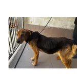 Znaleziono psa, Białystok, 4 kwietnia 2026