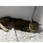 Znaleziono kota, Białystok, 5 kwietnia 2026