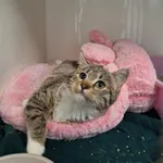 Kot do adopcji, Orzechowce, 4 kwietnia 2026