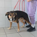 Znaleziono psa, Lublin, 7 kwietnia 2026