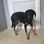 Znaleziono psa, Lublin, 6 kwietnia 2026