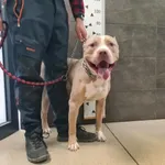 Znaleziono psa, Chełmek, 4 kwietnia 2026