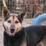 Pies do adopcji, Nowy Dwór Mazowiecki, 7 kwietnia 2026