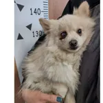 Znaleziono psa, Białystok, 20 marca 2026