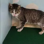 Znaleziono kota, Grudziądz, 7 kwietnia 2026