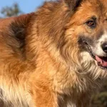 Imię: Armin Chip: 616093903201630 Płeć : Samiec Wiek: Styczeń 2020 Wielkość: Duży Kastracja/sterylizacja:  Tak Inne Psy:  Akceptuje towarzystwo suczek i psów Dzieci: W wieku szkolnym Charakter: Armin 