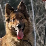 Imię: Aria Chip: 616093903207247 Płeć : Samica Wiek: Styczeń 2022 Wielkość:  Duża Kastracja/sterylizacja:  Tak Inne Psy: Akceptuje towarzystwo suczek i psów, choć bywa dominująca Dzieci: W wieku szkol