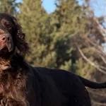 Imię: Magnum Chip: 616093903207241 Płeć : Samiec Wiek: Styczeń 2022 Wielkość:  Średni Kastracja/sterylizacja:  Tak Inne Psy:  Akceptuje towarzystwo suczek i psów Dzieci: W wieku szkolnym Charakter: Ma