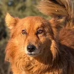 Imię: Gringo Chip: 616093903207266 Płeć : Samiec Wiek: Styczeń 2022 Wielkość:  Mały Kastracja/sterylizacja:  Tak Inne Psy:  Akceptuje towarzystwo suczek i psów Dzieci: W wieku szkolnym Charakter: Grin