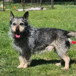 Ringo
