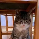 Zaginął kot, Reda, 8 kwietnia 2026