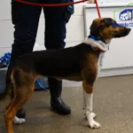 Znaleziono psa, Szczecin, 5 kwietnia 2026