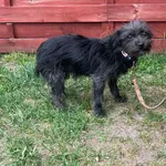 Znaleziono psa, Czartki, 7 kwietnia 2026