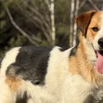 Pies do adopcji, Pieczyska, 7 kwietnia 2026