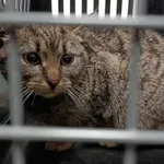 Znaleziono kota, Toruń, 7 kwietnia 2026