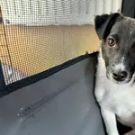 Znaleziono psa, Chojnice, 13 marca 2026