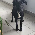 Znaleziono psa, Lublin, 9 kwietnia 2026