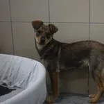 Pies do adopcji, Kraków, 25 marca 2026