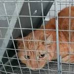 Kocurek poz. 26/157/K