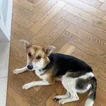 Znaleziono psa, Papowo Toruńskie, 9 kwietnia 2026