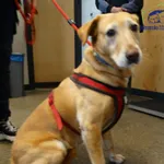 Znaleziono psa, Szczecin, 9 kwietnia 2026