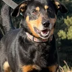 Pies do adopcji, Pieczyska, 8 kwietnia 2026