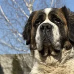 Pies do adopcji, Pieczyska, 8 kwietnia 2026