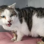 Znaleziono kota, Toruń, 6 kwietnia 2026