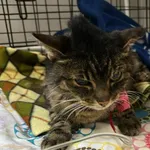 Kocurek poz. 26/156/K