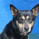 Pies do adopcji, Nowy Dwór Mazowiecki, 9 kwietnia 2026