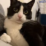 Znaleziono kota, Szczecin, 9 kwietnia 2026